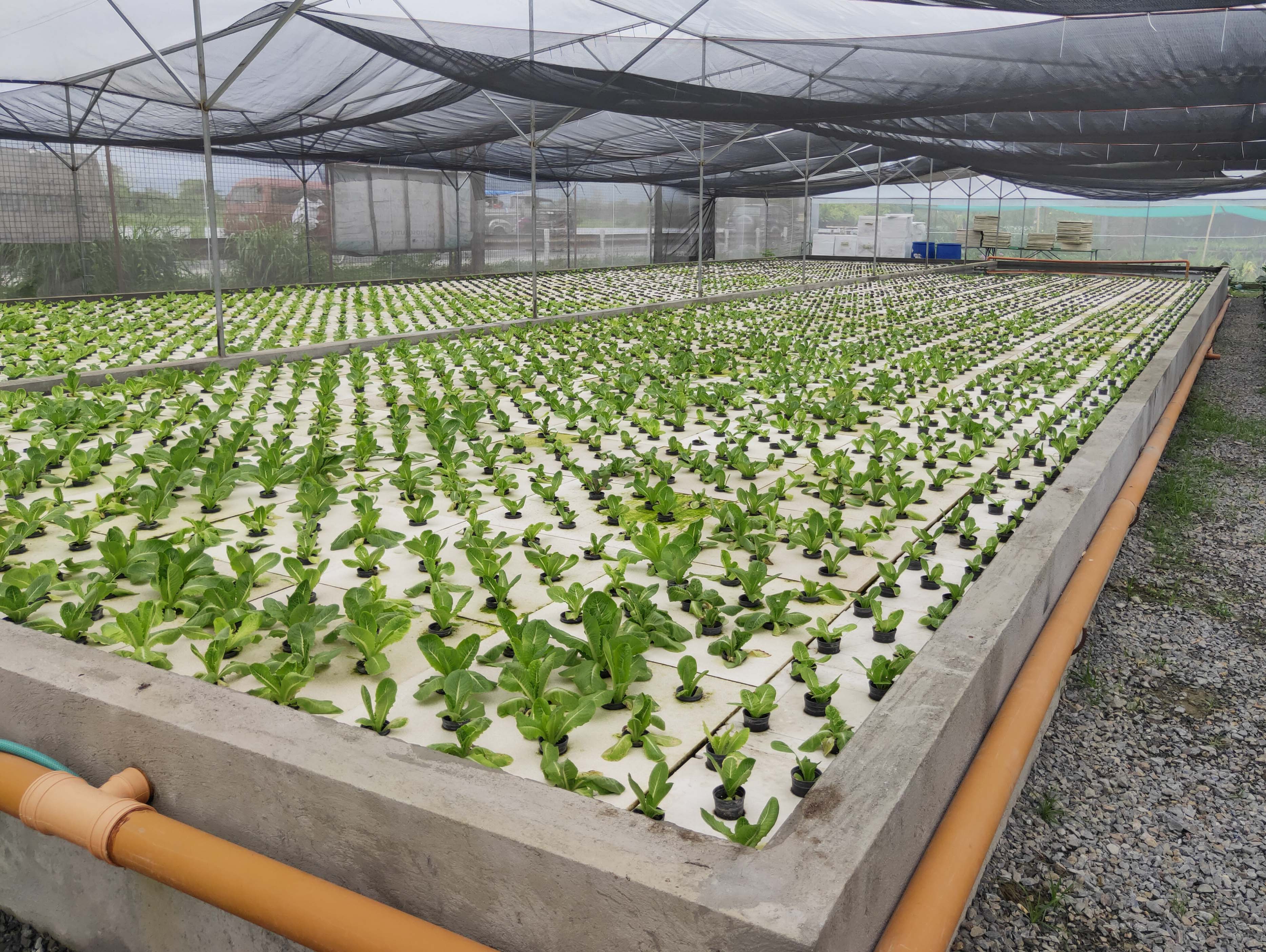 lettuce farm